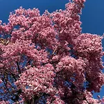 Ferienhaus La Magnolia Calolziocorte