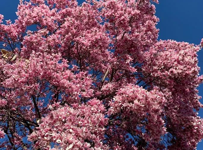 度假居 La Magnolia 卡洛泽科泰